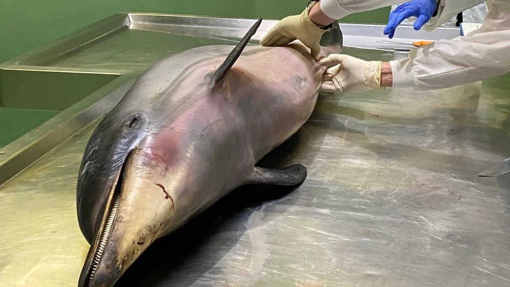 Delfini spiaggiati: UniPd ha una squadra di pronto intervento e ha messo a punto una Padova struttura diagnostica per le necroscopie