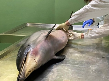 Delfini spiaggiati, a Università di Padova struttura diagnostica studia fenomeno