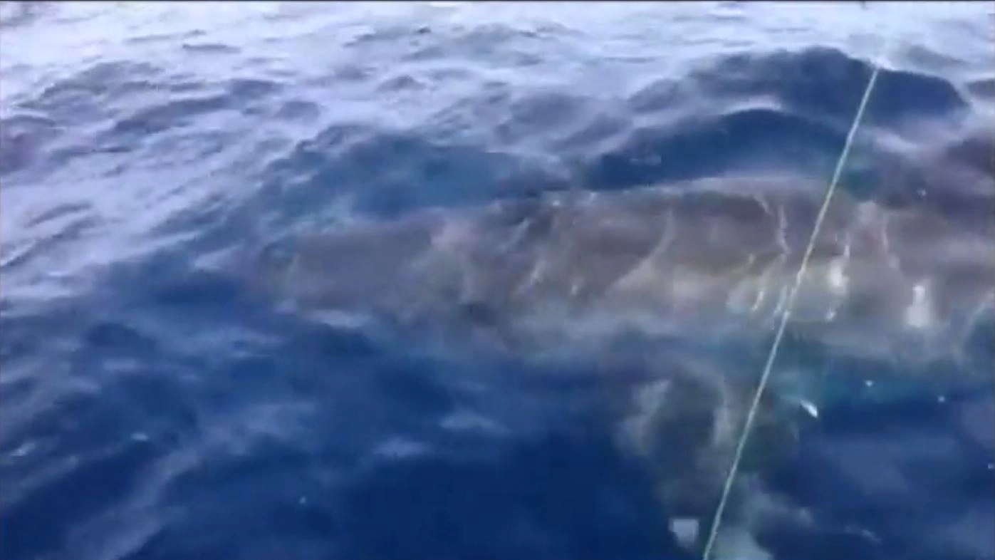Lo squalo filmato da pescatori al largo di Rimini