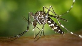 La chikungunya si trasmette esclusivamente attraverso la puntura di una zanzara infetta