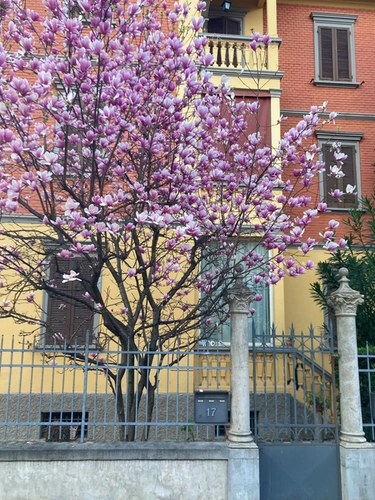 Primavera 2023 a Bologna: dove vedere gli alberi in fiore
