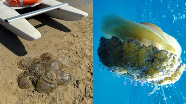 Invasione di meduse a Pesaro: quali sono. L’assessora: “No a comportamenti crudeli”