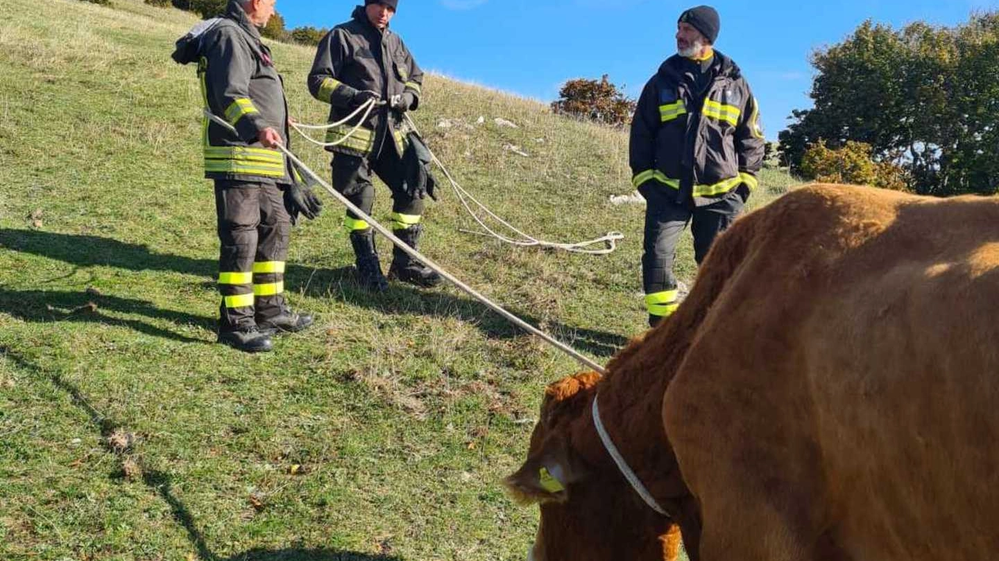 Il toro in fondo al canalone tenuto fermo dai vigili del fuoco in attesa dell’elicottero