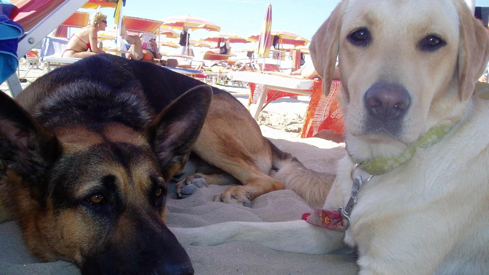 Cani in spiaggia in una foto d'archivio Mascellani