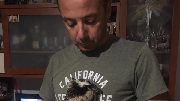 Il falco ferito, nelle mani del veterinario Gianluca Tiroli. Purtroppo è morto