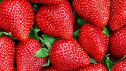 Strawberry Day a  Bagnacavallo