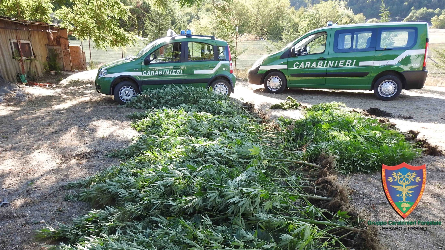 Fossombrone, coltiva marijuana nell'orto. Arrestato