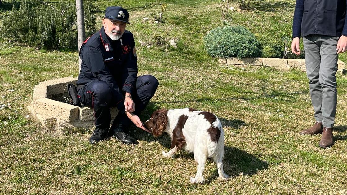 Cane rinchiuso in un’auto sotto il sole salvato dai carabinieri: ora Giada ha una nuova famiglia