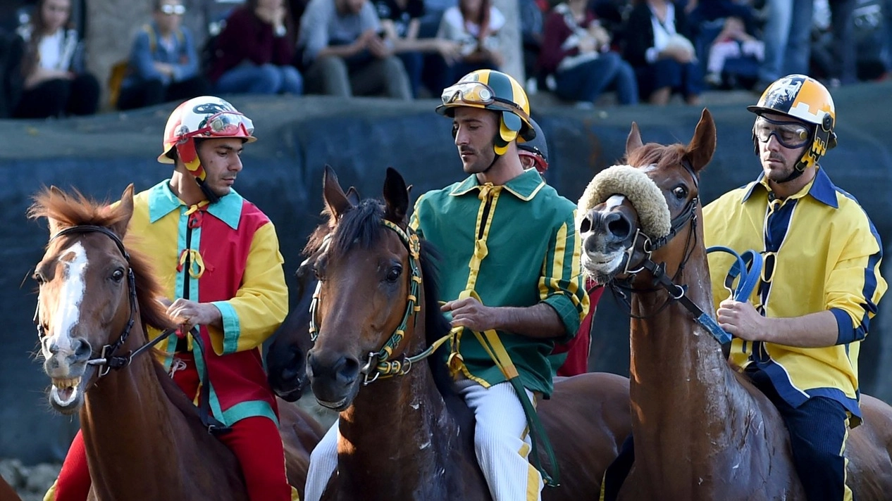 I cavalli tra i canapi nella prima prova (Foto Businesspress)