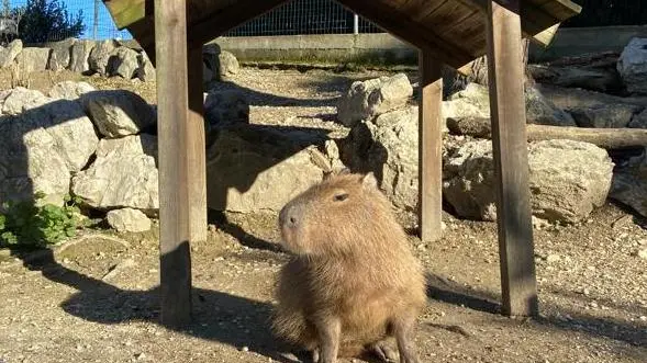 Nuovo esemplare  di capibara: è Carlos