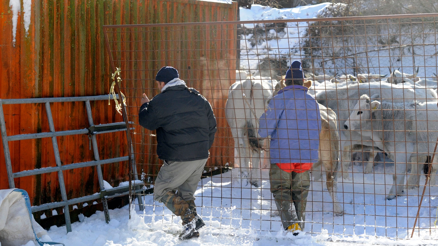 Gli allevatori dell’alto Maceratese hanno affrontato l’emergenza neve dopo il terremoto