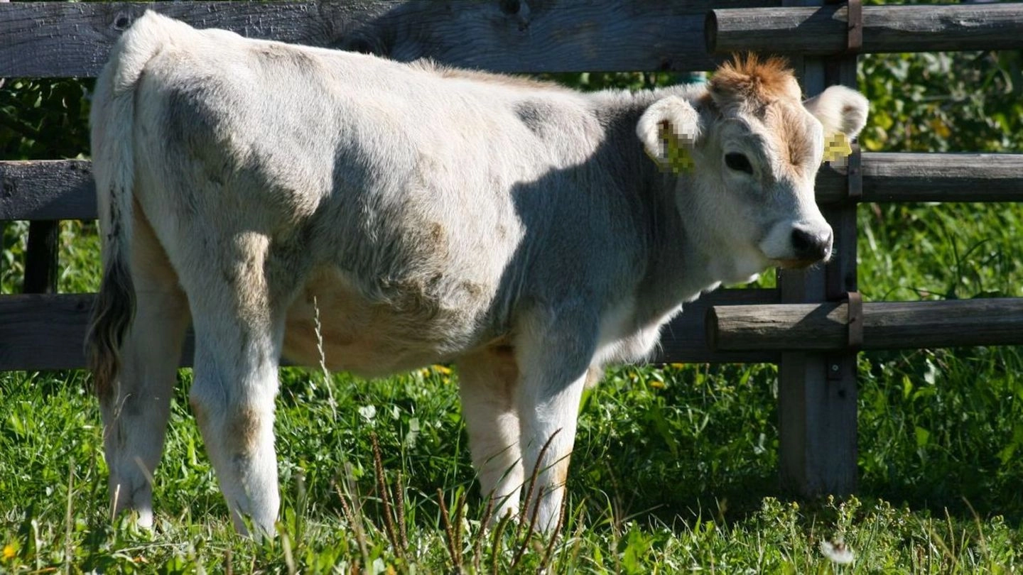 Un vitello (Foto di repertorio L.Gallitto)