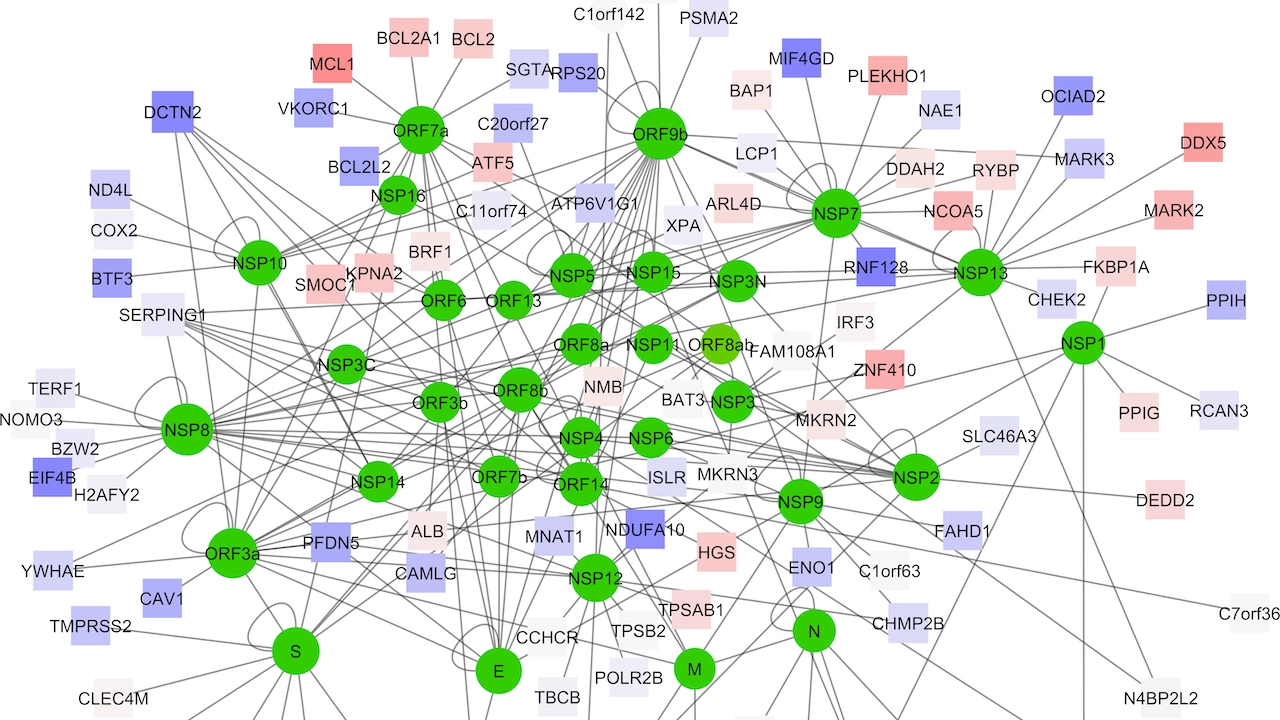 Mappa interazioni tra le proteine virali (cerchi verdi) e le proteine umane (quadrati)