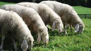 Un gregge di pecore è stato assalito dai lupi (foto d’archivio)