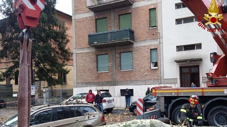 La pianta caduta in viale Piave a Reggio