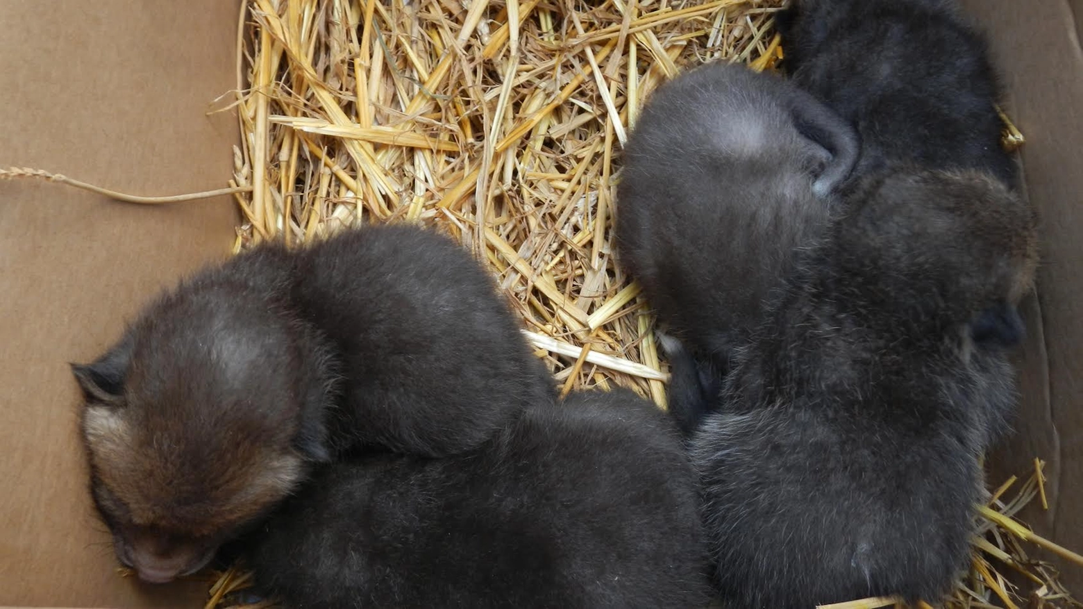 Modena, salvati cinque cuccioli di volpe gettati in un cassonetto