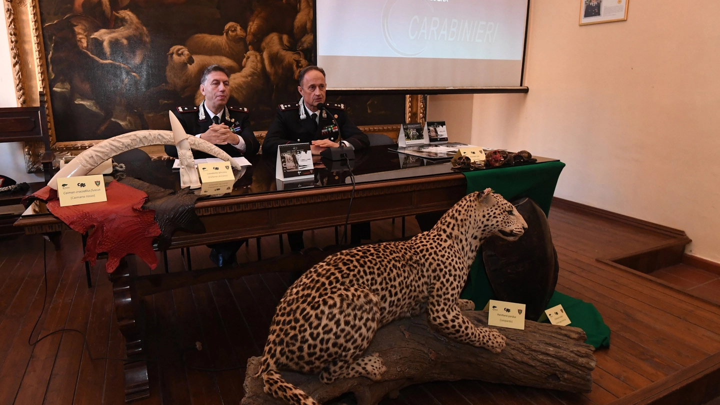Un leopardo imbalsamato (foto Schicchi)