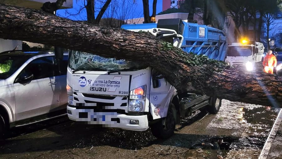 Il vento ha causato la caduta di molti alberi a Riccione (foto Petrangeli)