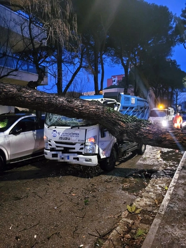 Maltempo Rimini, alberi caduti per il forte vento. Decine di interventi dei vigili del fuoco