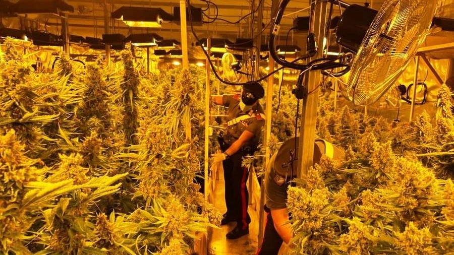La coltivazione di cannabis scoperta a Pomezia