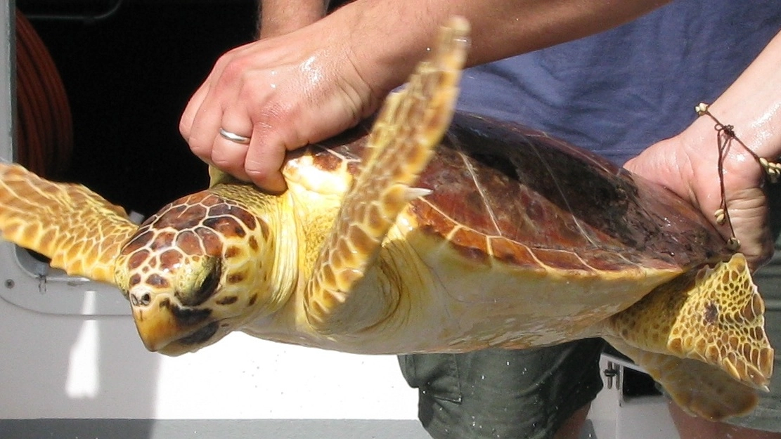Una tartaruga è stata recuperata  sulla superstrada (foto d’archivio)