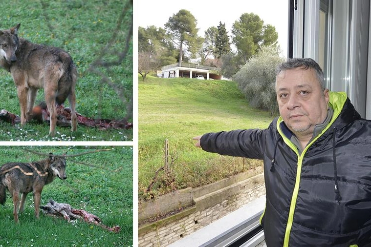 Nelle due immagini il lupo con il capriolo sbranato a due passi dalla casa di chi lo ha fotografato
