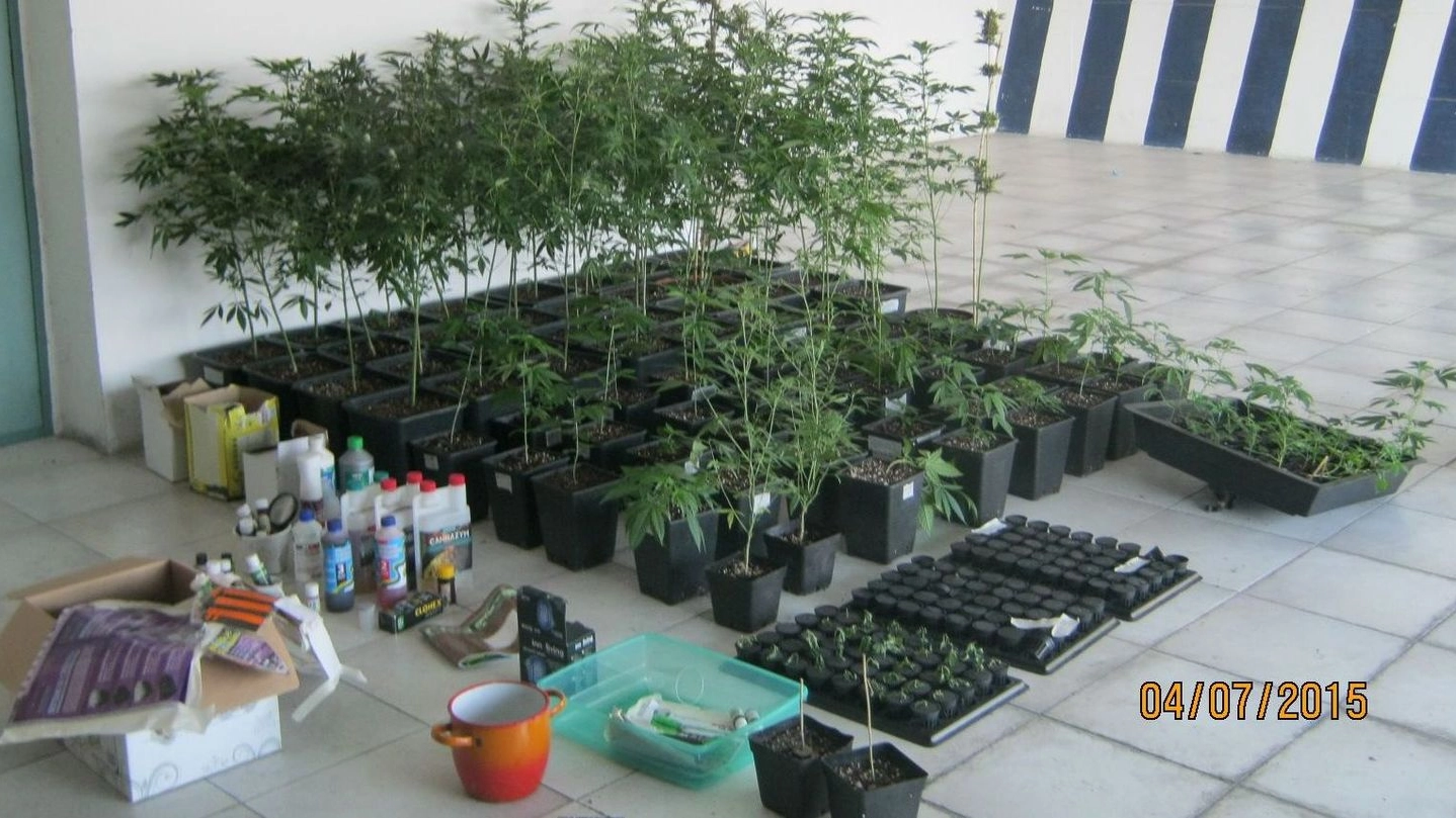 La marijuana trovata in un garage a Porto Sant’Elpidio