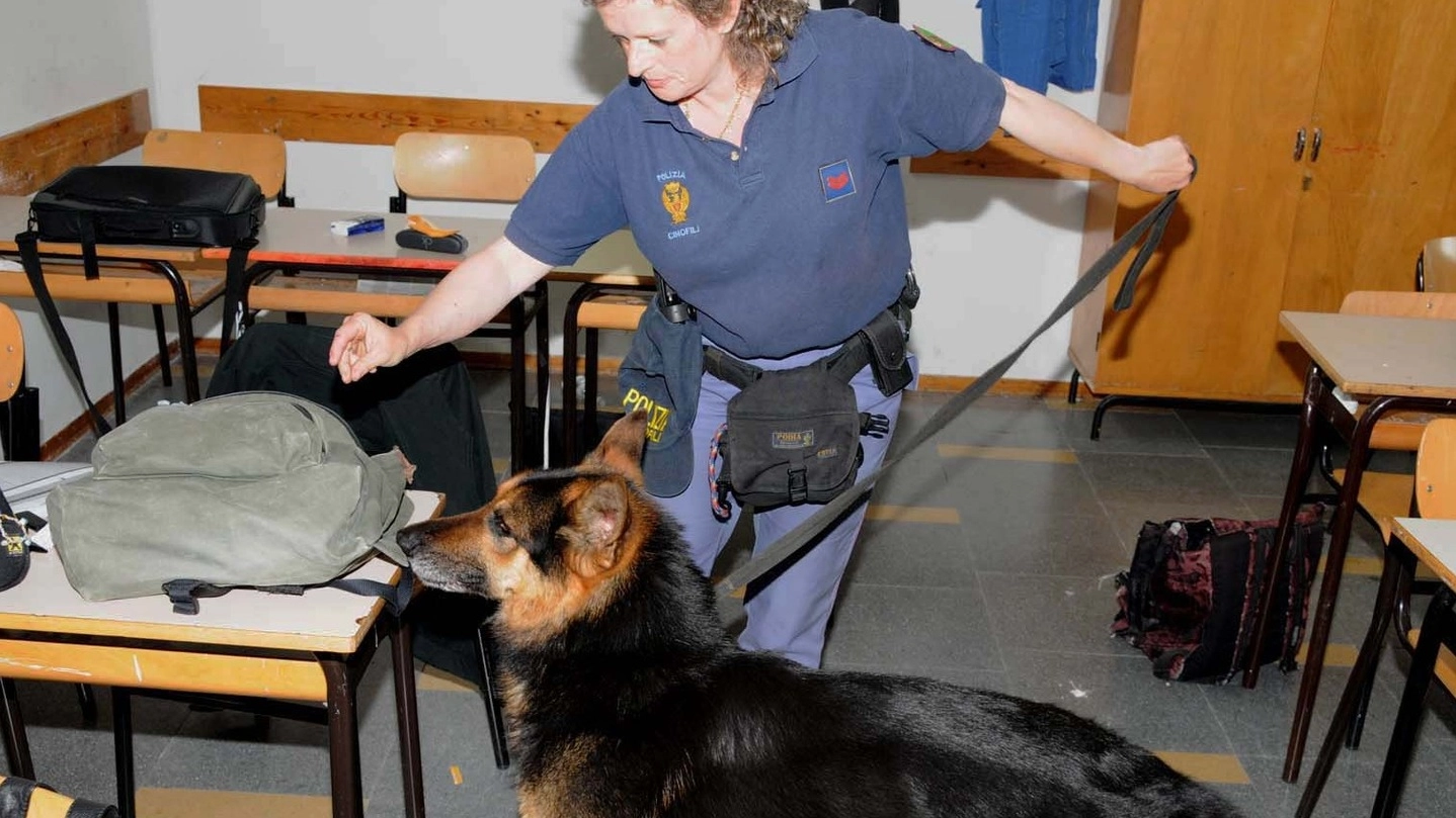 Nella foto di repertorio, un cane antidroga durante un’operazione di controllo in una scuola