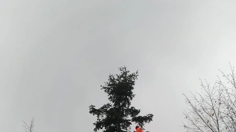 Pesaro, gli addetti ai lavori hanno installato le luci sull'albero di Natale