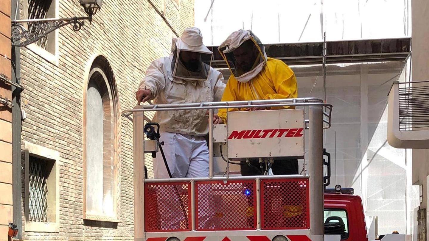 Matteo e Maurizio Lorenzini al lavoro per recuperare le api 
