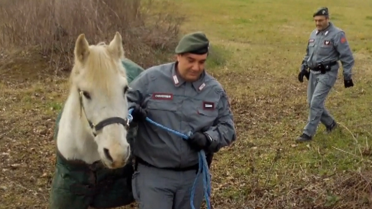 I Carabinieri forestali portano in salvo dei cavalli