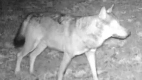 La fototrappola: un lupo "catturato" dalla telecamere sul San Bartolo