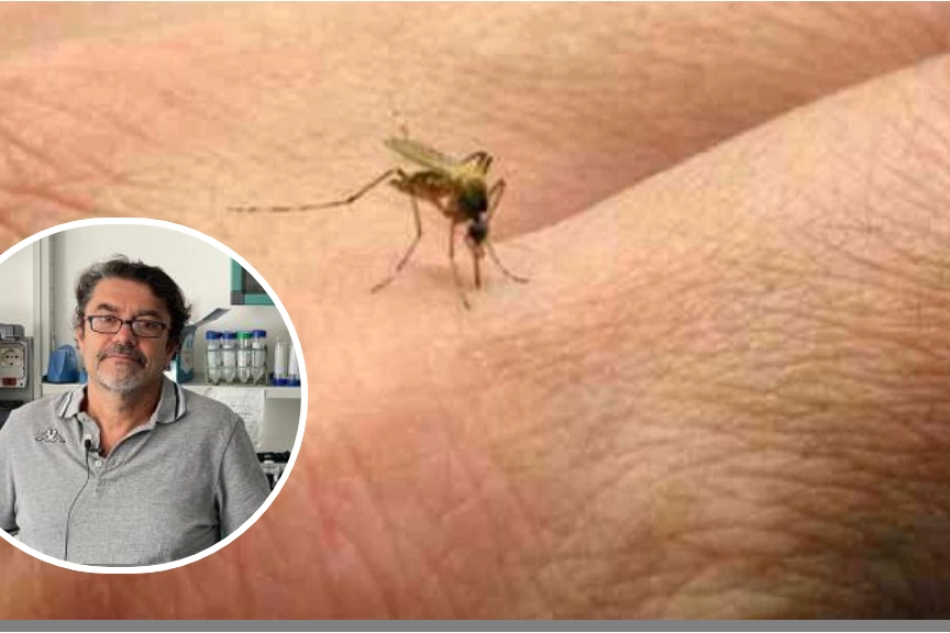 Una zanzara in azione e, nella foto piccola, il professor Guido Favia