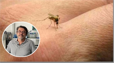 Zanzare, come evitare che trasmettano malaria e febbre gialla? Con i batteri