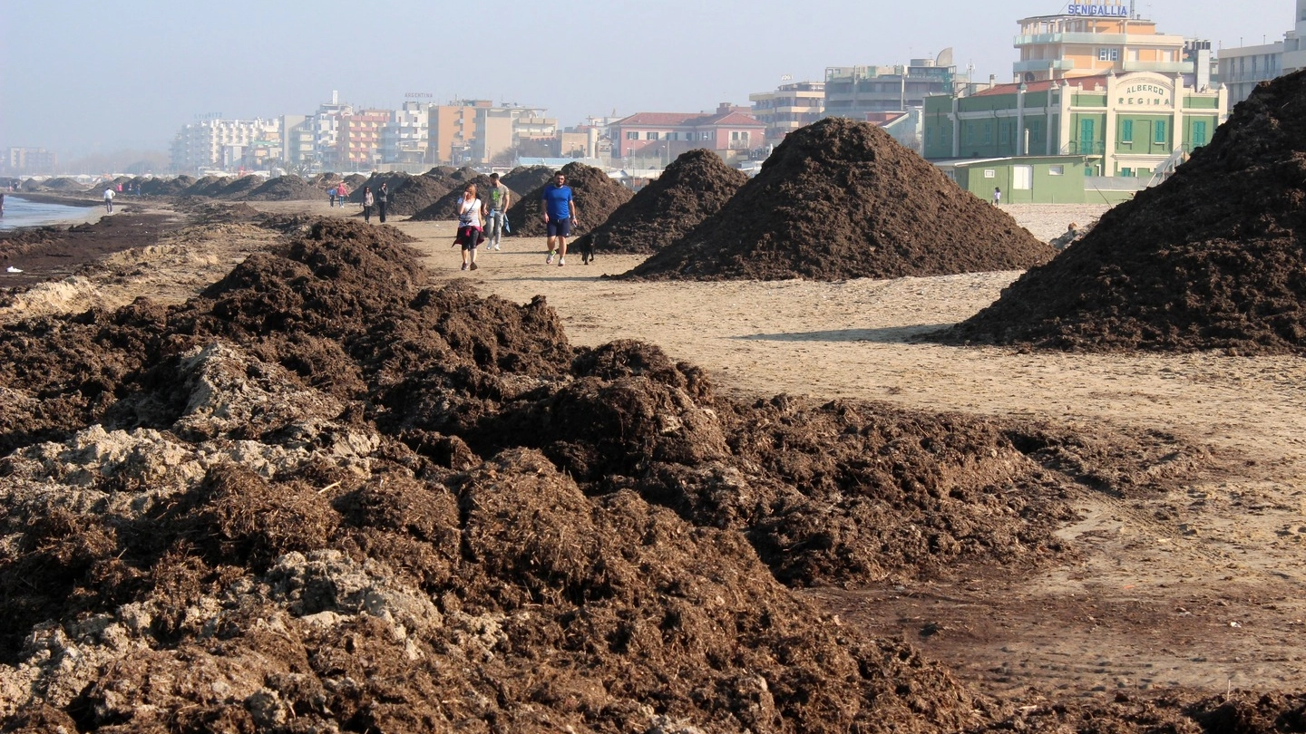 Senigallia, detriti in spiaggia (foto Effimera)