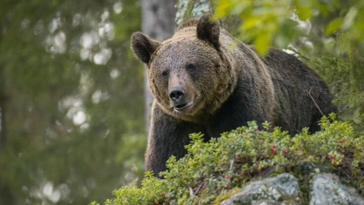 Orso bruno avvistato a fine maggio in un bosco nel Trevigiano