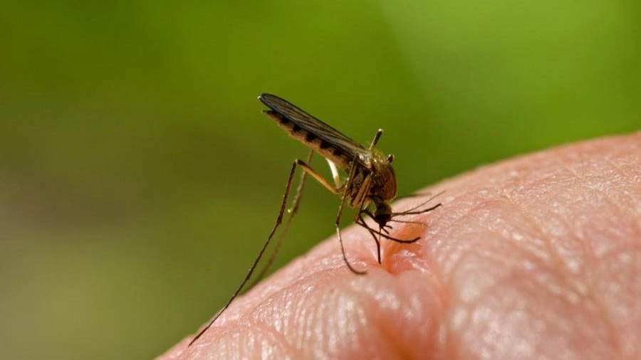 la zanzara può trasmettere la malaria