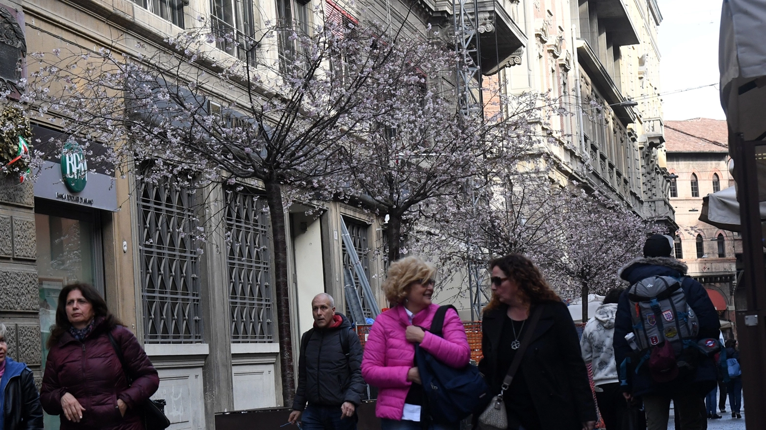 Sono già fioriti i ciliegi di via Orefici (foto Schicchi)