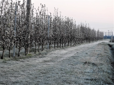 Gelate tardive in Emilia Romagna, a rischio i raccolti di frutta