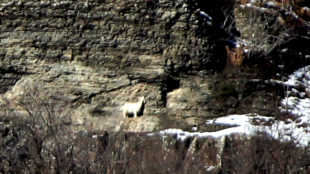 Una foto scattata lo scorso inverno alla capra