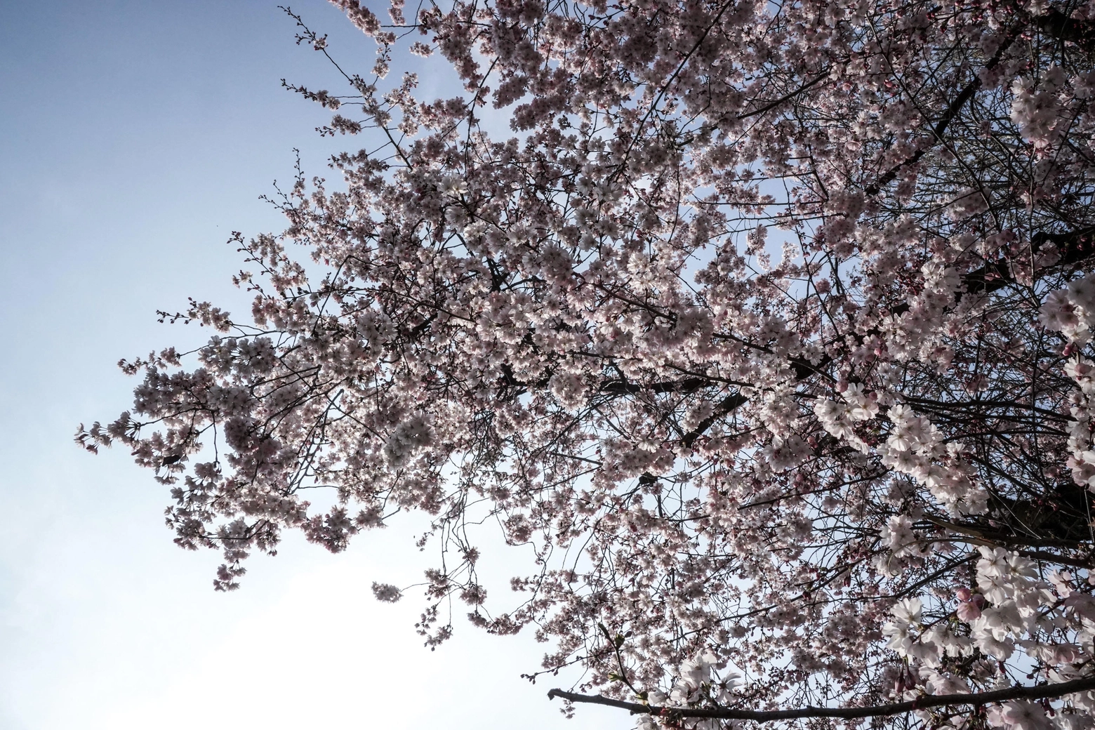 Un albero di ciliegio in fiore