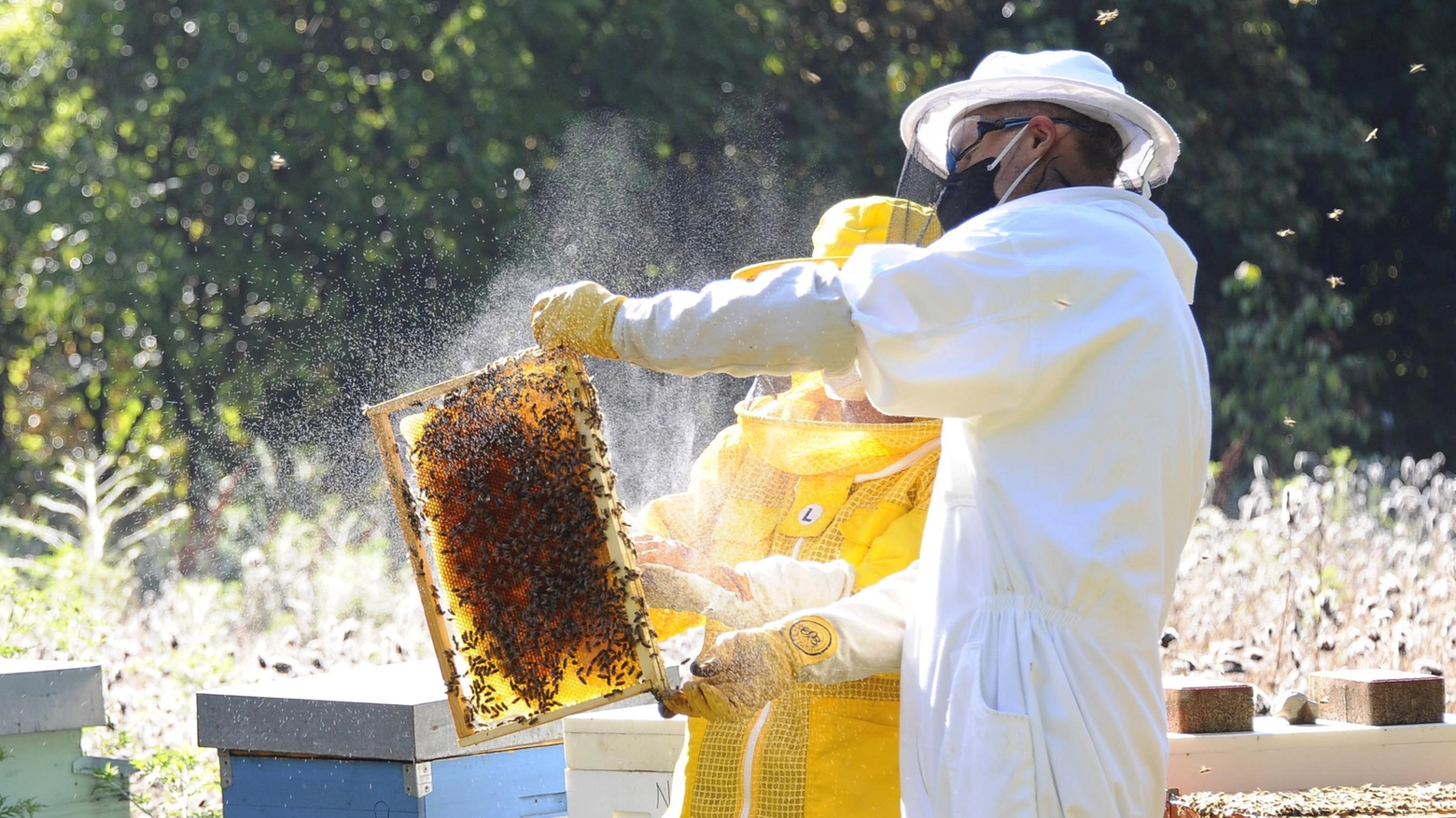 Miele, annata in salita  L’ombra della siccità  sulla produzione 2023