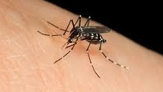 Esemplare di zanzara (foto archivio)