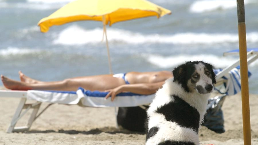 Un cane in spiaggia 
