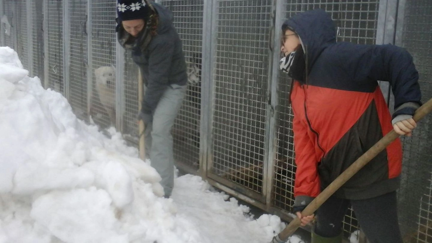 I volontari spalano la neve nel canile (foto Pedini)