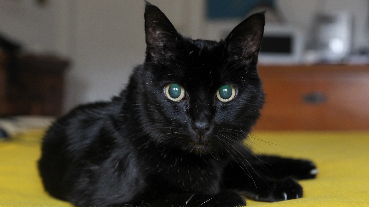 Uno splendido gatto nero