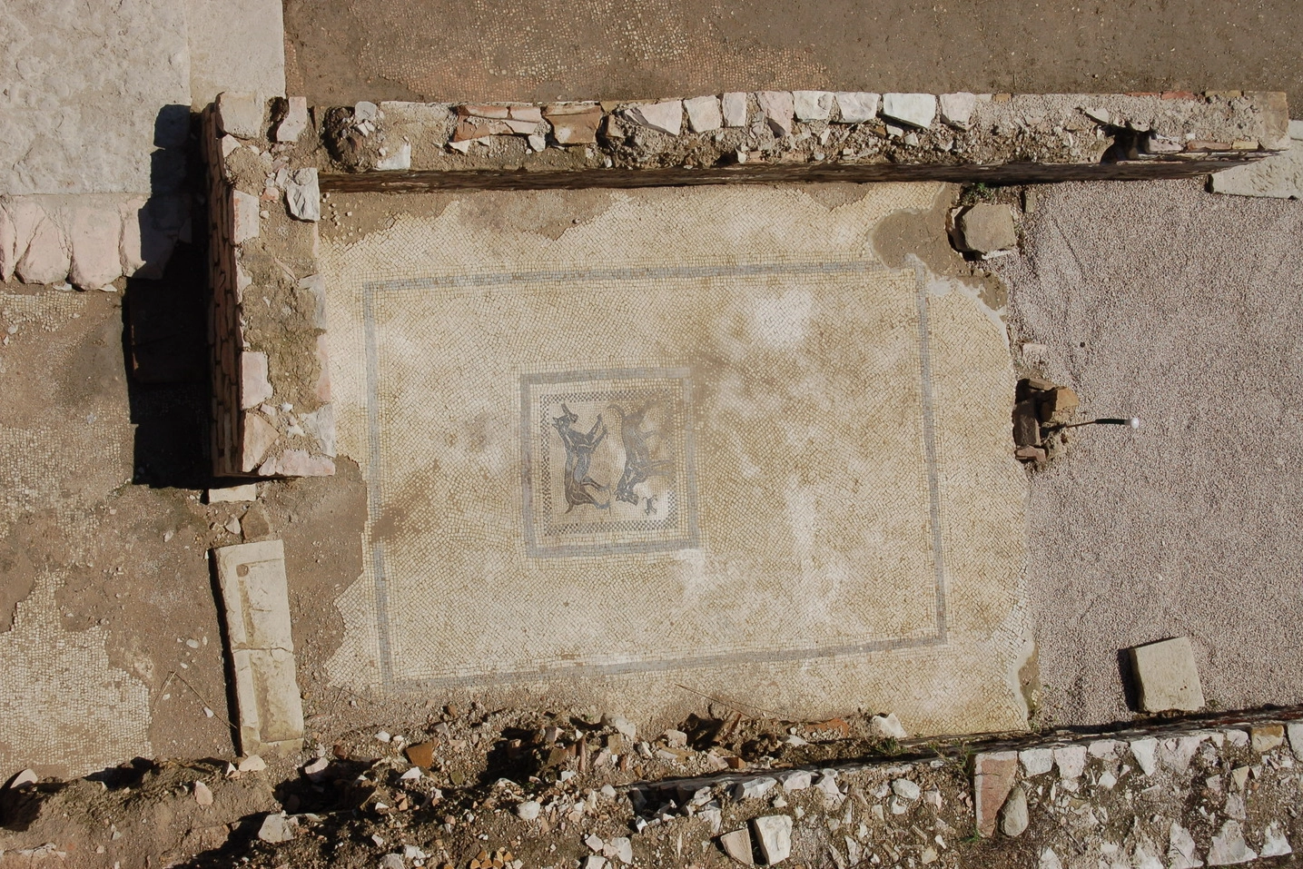 Il mosaico dei cani nella Casa di Asclepio a Forum Sempronii (PU)