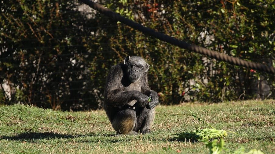 Judy la scimpanzè più anziana d'Europa al Parco Natura Viva