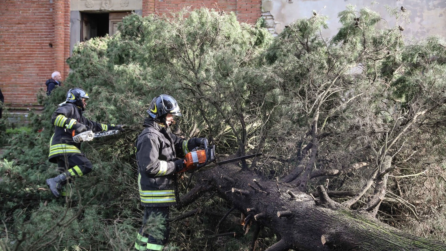 Un albero caduto nell'Empolese (Tommaso Gasperini / Fotocronache Germogli)