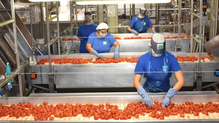 Lavoratori della filiera del pomodoro durante la campagna stagionale (foto di repertorio)